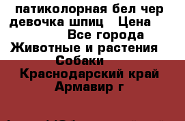 патиколорная бел/чер девочка шпиц › Цена ­ 15 000 - Все города Животные и растения » Собаки   . Краснодарский край,Армавир г.